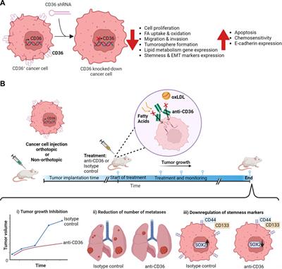 Role of CD36 in cancer progression, stemness, and targeting